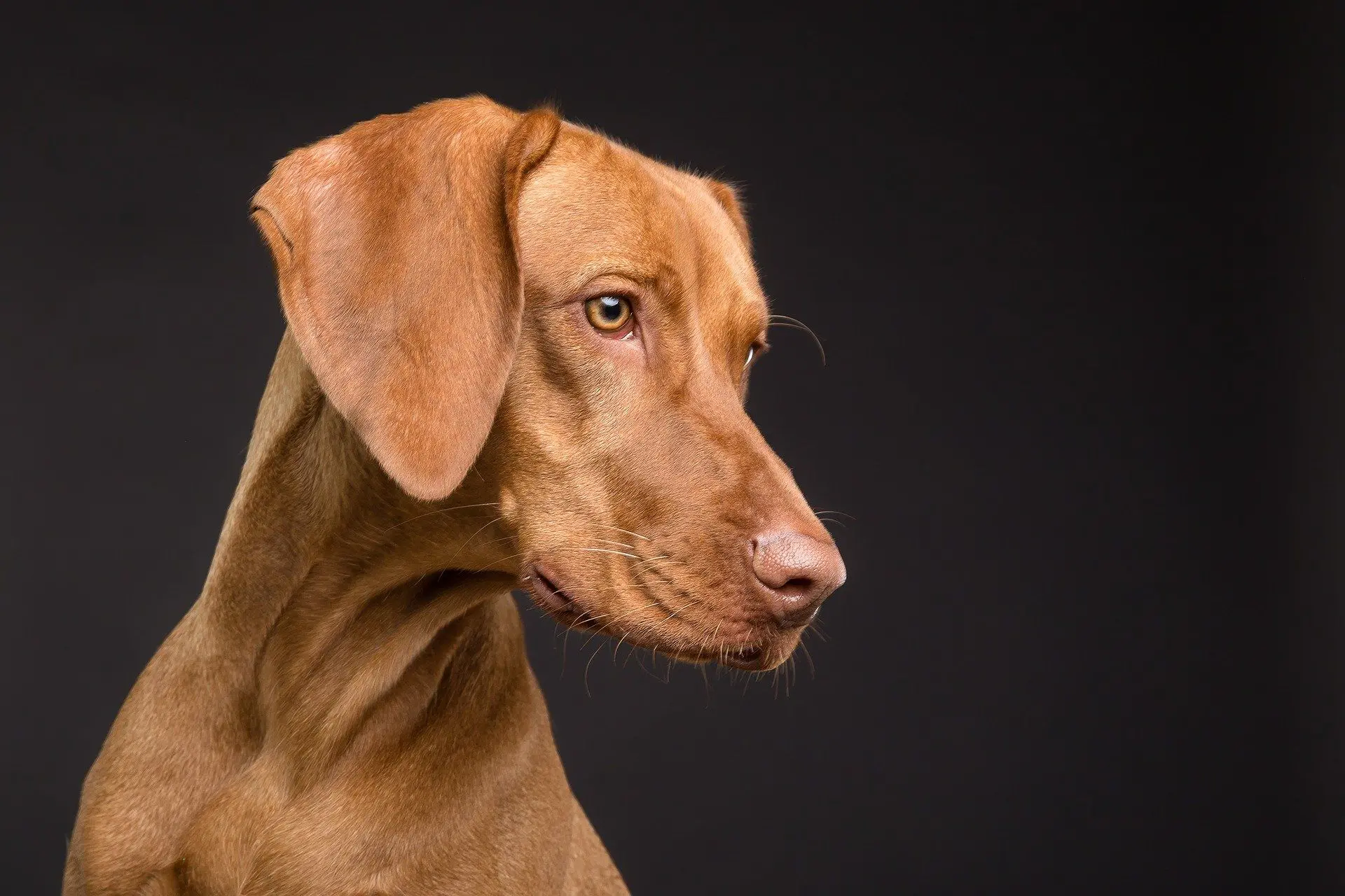 犬の写真..