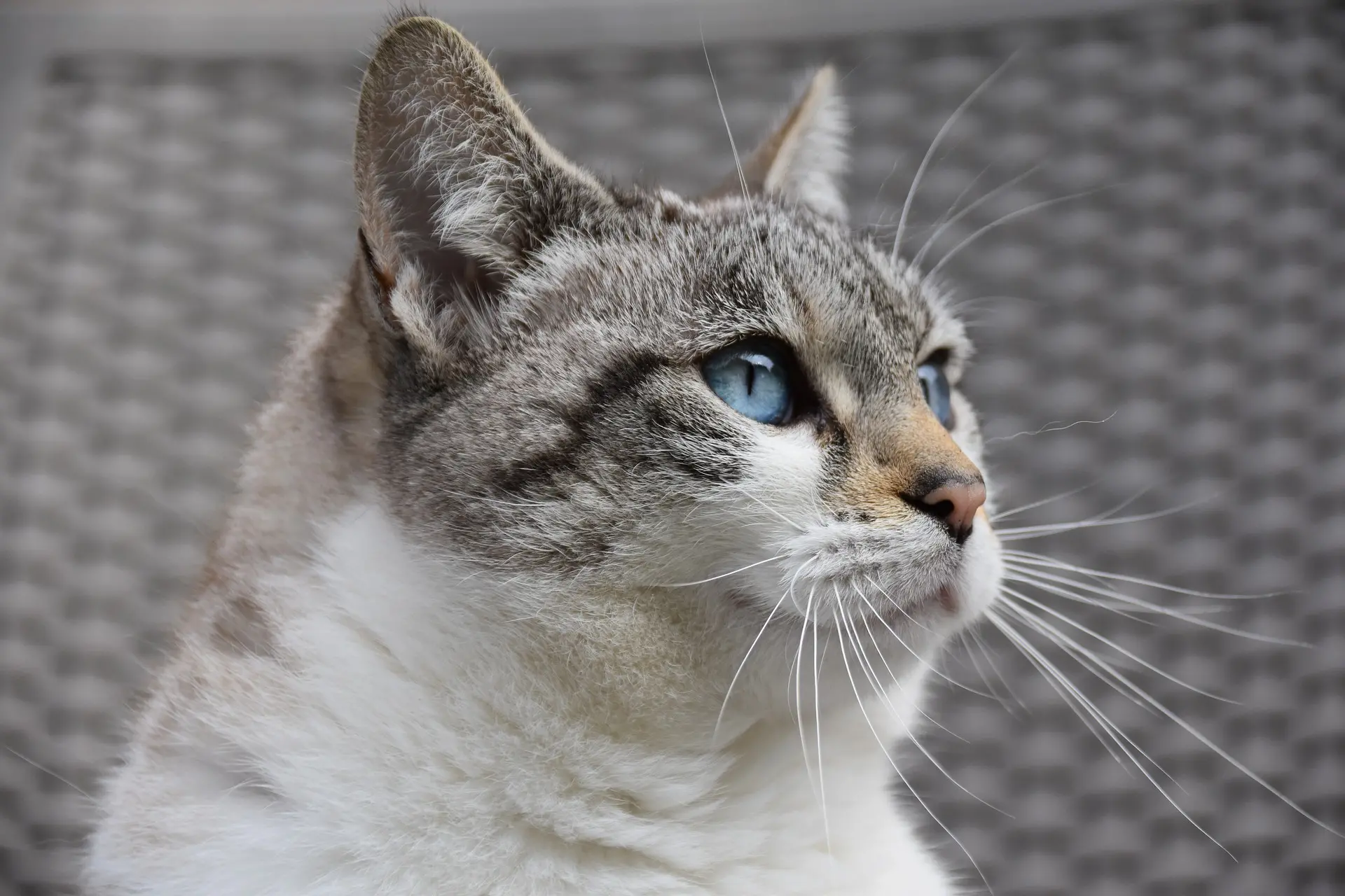 鮮明な猫のポートレート..