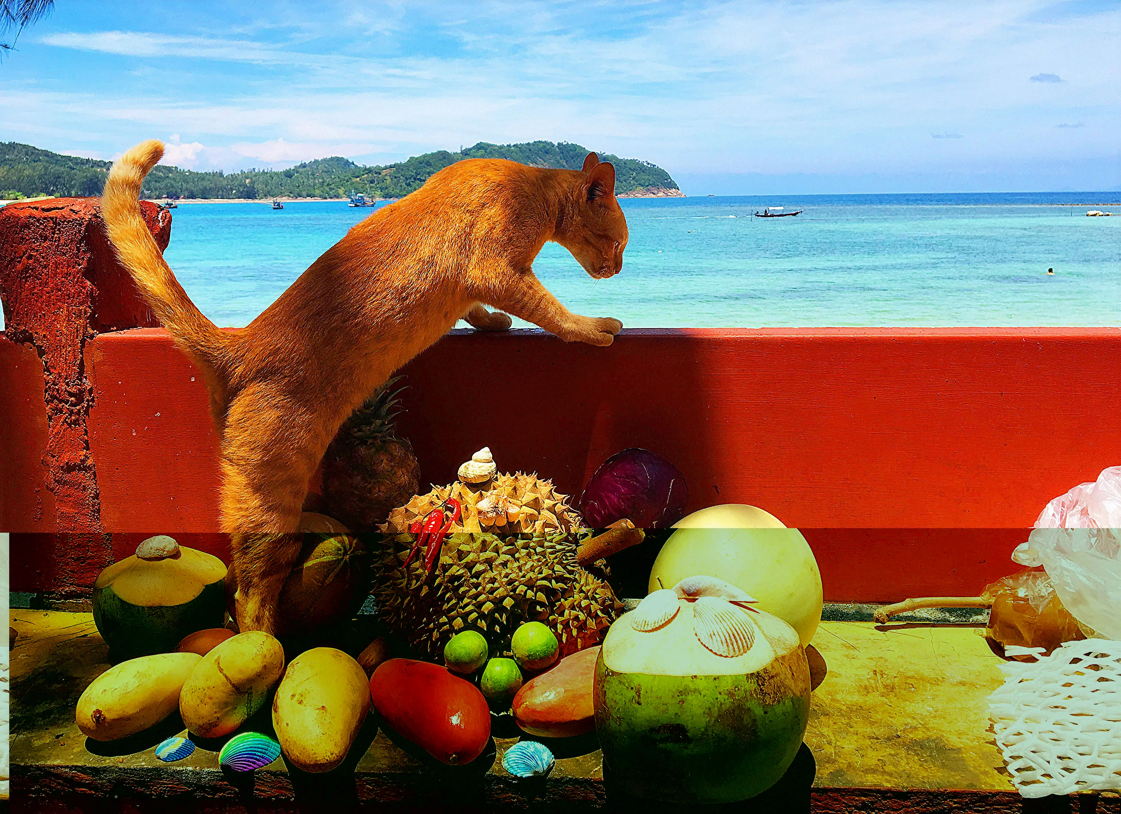 猫と果物のある海の風景の鮮明な写真..